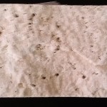 Trawertyn Classic wymiary płytki 10x10 cm struktura powierzchni: antykowana